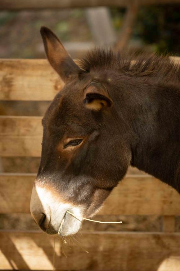 Burro acogido en el refugio de la finca Ecoland en Pilar de la Horadada